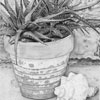 Zebra Plant with Shell drawing